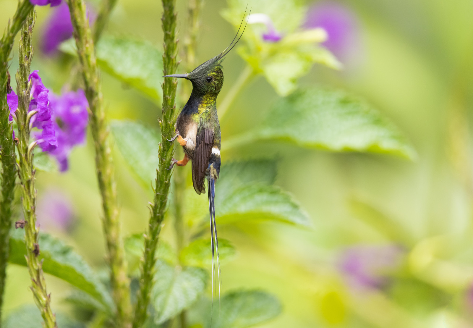 image Wire-crested Thorntail